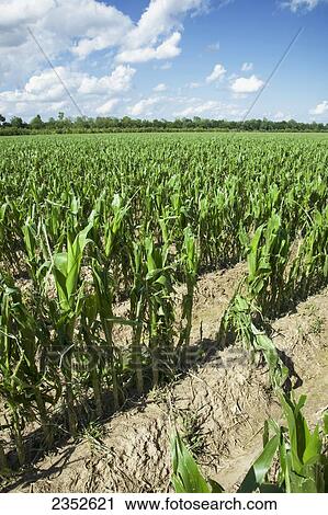 Stock Image - Agriculture - Mid growth grain corn field completely destroyed by a severe hailstorm / near England, Arkansas, USA.. Fotosearch