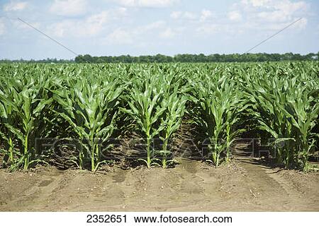 Agriculture - Mid growth grain corn plants at the pre tassel stage viewed from the row ends. This crop was twin row planted, with two rows 7 inches apart on beds set up on 38 inch centers. This planting technique promotes yield increase / near England, Ar View Large Photo Image Stock Image - Agriculture - Mid growth grain corn plants at the pre tassel stage viewed from the row ends. This crop was twin row planted, with two rows 7 inches apart on beds set up on 38 inch centers. This planting technique promotes yield increase / near England, Ar. Fotosearch
