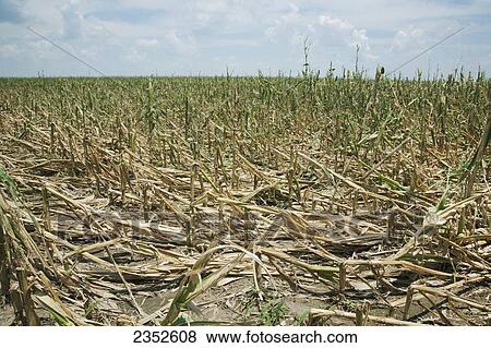 Agriculture - Mid growth grain corn field completely destroyed by a severe mid Summer hailstorm / near England, Arkansas, USA. View Large Photo Image Stock Photo - Agriculture - Mid growth grain corn field completely destroyed by a severe mid Summer hailstorm / near England, Arkansas, USA.. Fotosearch