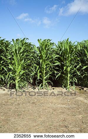 Agriculture - Mid growth grain corn plants at the pre tassel stage viewed from the row ends / near England, Arkansas, USA. View Large Photo Image Stock Photography - Agriculture - Mid growth grain corn plants at the pre tassel stage viewed from the row ends / near England, Arkansas, USA.. Fotosearch
