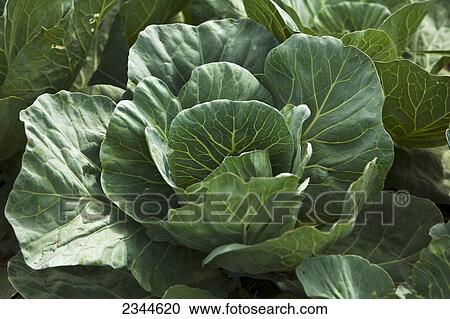 Stock Image - Agriculture - Mid growth green cabbage plant in the field at a local family produce farm / Little Compton, Rhode Island, USA.. Fotosearch