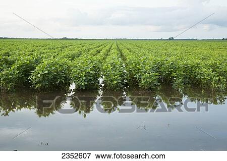 Stock Photo - Agriculture - Mid growth soybean field flooded after a severe thunderstorm in late Summer / Arkansas, USA.. Fotosearch
