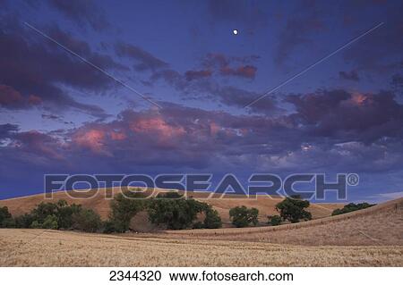 Agriculture - Moon rise above a mature barley field at sunset with rolling oak covered hills in the background / California, USA. View Large Photo Image Stock Image - Agriculture - Moon rise above a mature barley field at sunset with rolling oak covered hills in the background / California, USA.. Fotosearch