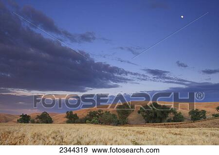 Agriculture - Moon rise above a mature barley field at sunset with rolling oak covered hills in the background / California, USA. View Large Photo Image Stock Photo - Agriculture - Moon rise above a mature barley field at sunset with rolling oak covered hills in the background / California, USA.. Fotosearch