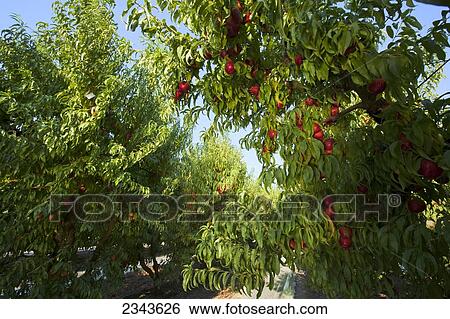 Agriculture - Nectarine orchard in summer with ripe harvest ready nectarines on the trees / near Fowler, San Joaquin Valley, California, USA. View Large Photo Image Stock Photograph - Agriculture - Nectarine orchard in summer with ripe harvest ready nectarines on the trees / near Fowler, San Joaquin Valley, California, USA.. Fotosearch