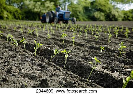 Agriculture - Newly transplanted pepper plant seedlings at a local family produce farm with the tractor and transplanter in the background / Little Compton, Rhode Island, USA. View Large Photo Image Stock Photo - Agriculture - Newly transplanted pepper plant seedlings at a local family produce farm with the tractor and transplanter in the background / Little Compton, Rhode Island, USA.. Fotosearch