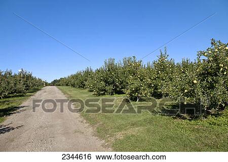 Stock Photograph - Agriculture - Orchard of Golden Delicious apples with mature fruit ready for harvest / near Fennville, Michigan, USA.. Fotosearch