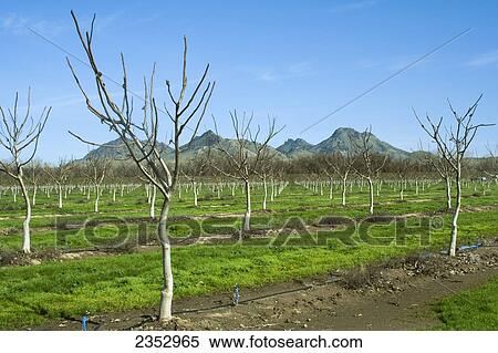 Agriculture - Orchard of young dormant walnut trees in Winter with the Sutter Buttes in the background / near Meridian, California, USA. View Large Photo Image Stock Photography - Agriculture - Orchard of young dormant walnut trees in Winter with the Sutter Buttes in the background / near Meridian, California, USA.. Fotosearch