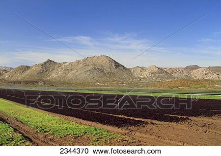 Agriculture - Organic Baby Leaf lettuce (Spring Mix) field being sprinkler irrigated / Imperial Valley, California, USA. View Large Photo Image Stock Image - Agriculture - Organic Baby Leaf lettuce (Spring Mix) field being sprinkler irrigated / Imperial Valley, California, USA.. Fotosearch