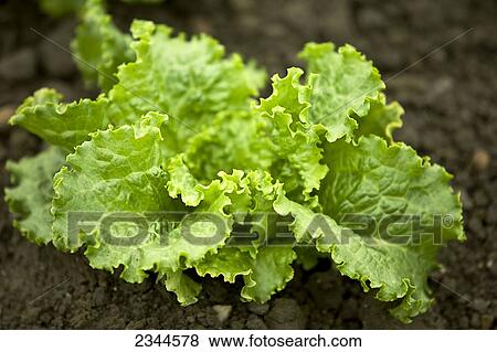 Agriculture - Organic Green Leaf lettuce plant in the field at a local family produce farm / Little Compton, Rhode Island, USA. View Large Photo Image Stock Photo - Agriculture - Organic Green Leaf lettuce plant in the field at a local family produce farm / Little Compton, Rhode Island, USA.. Fotosearch