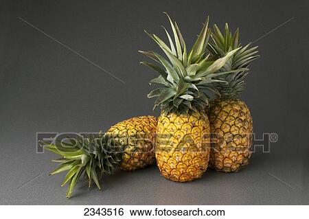 Agriculture - Pineapples in a studio setting. View Large Photo Image Stock Photograph - Agriculture - Pineapples in a studio setting.. Fotosearch