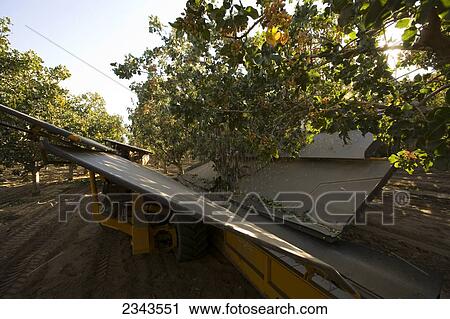 Stock Image - Agriculture - Pistachio harvesting; a mechanical shaker removes the nuts from the tree while the receiver collects the fallen nuts and conveys them into a bulk collection tank / near Delano, San Joaquin Valley, California, USA.. Fotosearch