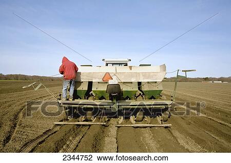 Agriculture - Planting potatoes at a local family produce farm / Little Compton, Rhode Island, USA. View Large Photo Image Stock Image - Agriculture - Planting potatoes at a local family produce farm / Little Compton, Rhode Island, USA.. Fotosearch