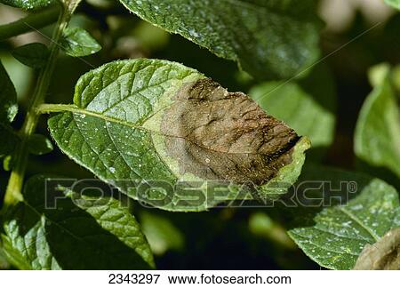 Stock Photo - Agriculture - Potato late blight lesion on mid growth potato foliage showing symptomatic light halo around the lesion / Alberta, Canada.. Fotosearch