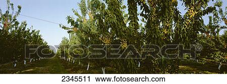 Agriculture - Rainier cherry orchard with maturing fruit in spring / Manteca, California, USA. View Large Photo Image Stock Image - Agriculture - Rainier cherry orchard with maturing fruit in spring / Manteca, California, USA.. Fotosearch