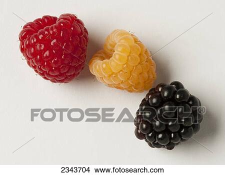 Agriculture - Red and golden raspberries and blackberry, on white. View Large Photo Image Picture - Agriculture - Red and golden raspberries and blackberry, on white.. Fotosearch