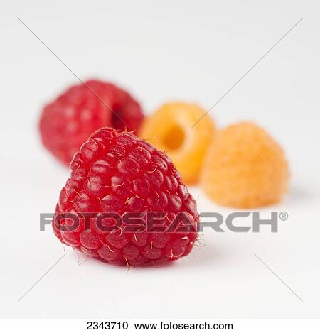 Agriculture - Red and golden raspberries on a white surface. View Large Photo Image Stock Image - Agriculture - Red and golden raspberries on a white surface.. Fotosearch