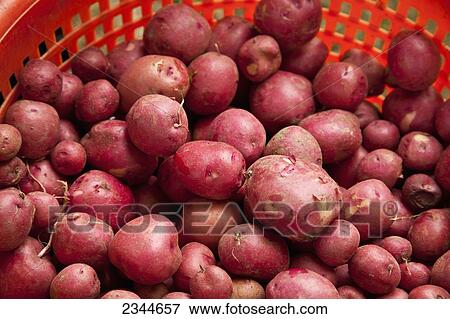 Agriculture - Red new potatoes on display at Hope Street Farmers Market / Providence, Rhode Island, USA. View Large Photo Image Stock Photo - Agriculture - Red new potatoes on display at Hope Street Farmers Market / Providence, Rhode Island, USA.. Fotosearch
