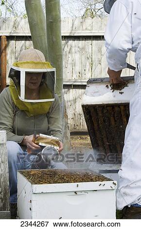 Agriculture - Researchers inspect honey bee (Apis mellinera) hives to determine the health of the hive / Orland, California, USA. View Large Photo Image Stock Photo - Agriculture - Researchers inspect honey bee (Apis mellinera) hives to determine the health of the hive / Orland, California, USA.. Fotosearch