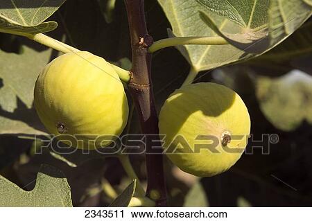 Agriculture - Ripe Calimyrna figs on the tree, ready for harvest / San Joaquin Valley, California, USA. View Large Photo Image Stock Image - Agriculture - Ripe Calimyrna figs on the tree, ready for harvest / San Joaquin Valley, California, USA.. Fotosearch