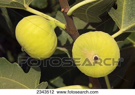 Stock Image - Agriculture - Ripe Calimyrna figs on the tree, ready for harvest / San Joaquin Valley, California, USA.. Fotosearch