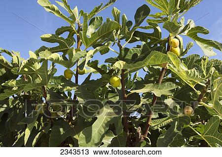 Stock Image - Agriculture - Ripe Calimyrna figs on the tree, ready for harvest / San Joaquin Valley, California, USA.. Fotosearch
