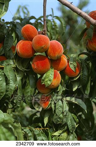 Agriculture - Ripe peaches on the tree, ready for harvest / Sussex County, Delaware, USA. View Large Photo Image Stock Photo - Agriculture - Ripe peaches on the tree, ready for harvest / Sussex County, Delaware, USA.. Fotosearch