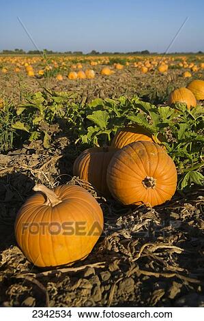 Agriculture - Ripe pumpkins in the field, ready for harvest / near Lathrop, San Joaquin County, California, USA. View Large Photo Image Picture - Agriculture - Ripe pumpkins in the field, ready for harvest / near Lathrop, San Joaquin County, California, USA.. Fotosearch