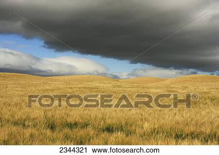 Stock Image - Agriculture - Rolling field of maturing barley in mid-Spring with storm clouds above / near Zamora, California, USA.. Fotosearch