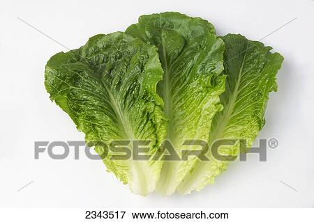 Agriculture - Romaine lettuce leaves on a white surface. View Large Photo Image Stock Photo - Agriculture - Romaine lettuce leaves on a white surface.. Fotosearch