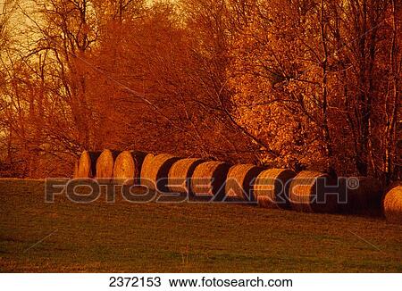 Agriculture - Round hay bales along the edge of a field with Autumn colored trees behind / Albemarle County, Virginia, USA. View Large Photo Image Stock Image - Agriculture - Round hay bales along the edge of a field with Autumn colored trees behind / Albemarle County, Virginia, USA.. Fotosearch