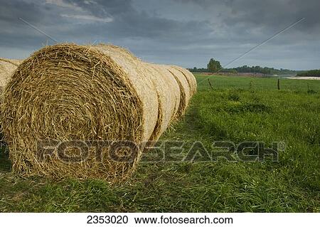 Stock Image - Agriculture - Round hay bales lined up on the edge of a hay field / near Paris, Texas, USA.. Fotosearch