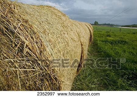 Agriculture - Round hay bales lined up on the edge of a hay field / near Paris, Texas, USA. View Large Photo Image Stock Photo - Agriculture - Round hay bales lined up on the edge of a hay field / near Paris, Texas, USA.. Fotosearch