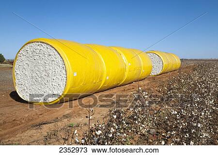 Agriculture - Round mini modules of harvested cotton lined up along a field turnrow. These modules were built by a John Deere onboard module building cotton picker. They will be loaded on a truck and hauled to a cotton gin / near England, Arkansas, USA. View Large Photo Image Stock Image - Agriculture - Round mini modules of harvested cotton lined up along a field turnrow. These modules were built by a John Deere onboard module building cotton picker. They will be loaded on a truck and hauled to a cotton gin / near England, Arkansas, USA.. Fotosearch