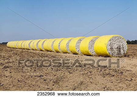 Stock Photo - Agriculture - Round mini modules of harvested cotton lined up along a field turnrow. These modules were built by a John Deere onboard module building cotton picker. They will be loaded on a truck and hauled to a cotton gin / near England, Arkansas, USA.. Fotosearch