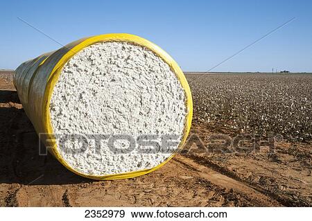 Agriculture - Round mini modules of harvested cotton lined up along a field turnrow. These modules were built by a John Deere onboard module building cotton picker. They will be loaded on a truck and hauled to a cotton gin / near England, Arkansas, USA. View Large Photo Image Stock Photo - Agriculture - Round mini modules of harvested cotton lined up along a field turnrow. These modules were built by a John Deere onboard module building cotton picker. They will be loaded on a truck and hauled to a cotton gin / near England, Arkansas, USA.. Fotosearch