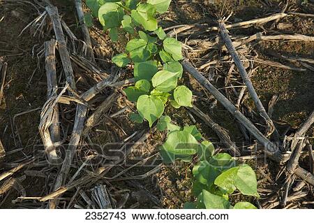 Stock Image - Agriculture - Row of cotton seedlings at the 3-4 true leaf stage, planted no-till in residue of the previous years corn crop / Arkansas, USA.. Fotosearch