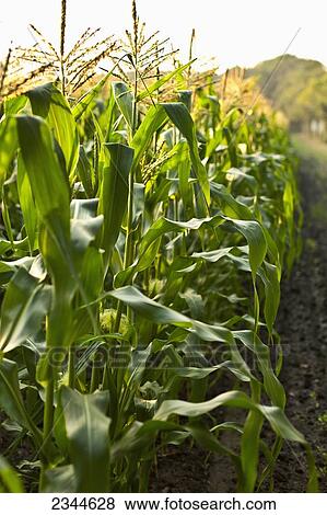 Agriculture - Row of mid growth sweet corn plants in afternoon sunlight at a local family produce farm / Little Compton, Rhode Island, USA. View Large Photo Image Stock Photo - Agriculture - Row of mid growth sweet corn plants in afternoon sunlight at a local family produce farm / Little Compton, Rhode Island, USA.. Fotosearch