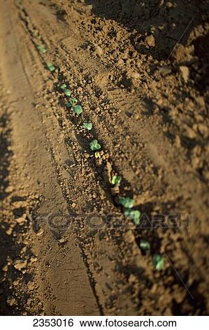 Agriculture - Row of newly emerged cotton seedlings growing in red soil / near Childress, Texas, USA. View Large Photo Image Stock Photograph - Agriculture - Row of newly emerged cotton seedlings growing in red soil / near Childress, Texas, USA.. Fotosearch
