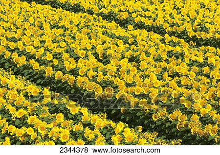 Agriculture - Rows of blooming female sunflower plants being grown for seed production / near Woodland, Yolo County, California, USA. View Large Photo Image Stock Photo - Agriculture - Rows of blooming female sunflower plants being grown for seed production / near Woodland, Yolo County, California, USA.. Fotosearch