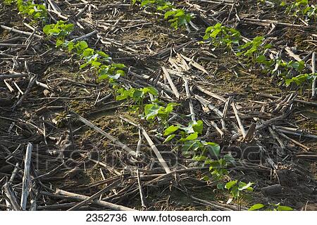 Agriculture - Rows of cotton seedlings at the 3-4 true leaf stage, planted no-till in residue of the previous years corn crop / Arkansas, USA. View Large Photo Image Stock Photograph - Agriculture - Rows of cotton seedlings at the 3-4 true leaf stage, planted no-till in residue of the previous years corn crop / Arkansas, USA.. Fotosearch