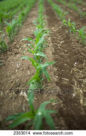 Picture - Agriculture - Rows of early growth grain corn / near Paris, Texas, USA.. Fotosearch