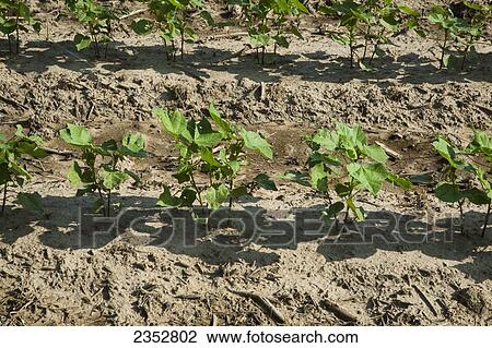 Agriculture - Rows of early growth cotton plants at the 8-10 leaf stage, planted on bedded ground in a conventional tillage system / near England, Arkansas, USA. View Large Photo Image Stock Image - Agriculture - Rows of early growth cotton plants at the 8-10 leaf stage, planted on bedded ground in a conventional tillage system / near England, Arkansas, USA.. Fotosearch