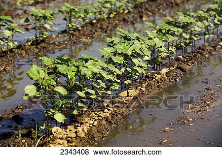 Agriculture - Rows of early growth cotton plants being furrow irrigated in late Spring / Woodlake, California, USA. View Large Photo Image Stock Photo - Agriculture - Rows of early growth cotton plants being furrow irrigated in late Spring / Woodlake, California, USA.. Fotosearch