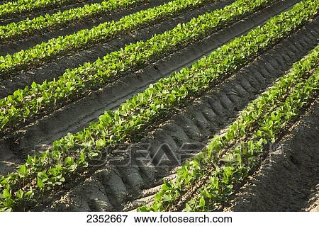 Agriculture - Rows of early growth soybean plants. This crop was twin row planted, with two rows 7 inches apart on beds set up on 38 inch centers. This planting technique promotes yield increase / near England, Arkansas, USA. View Large Photo Image Stock Photo - Agriculture - Rows of early growth soybean plants. This crop was twin row planted, with two rows 7 inches apart on beds set up on 38 inch centers. This planting technique promotes yield increase / near England, Arkansas, USA.. Fotosearch