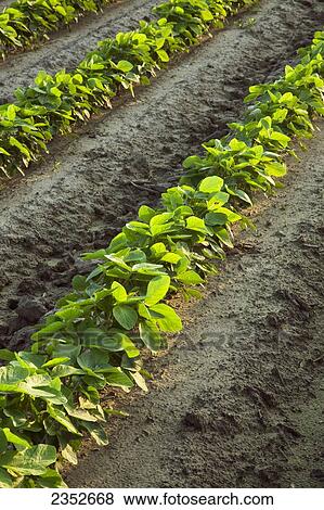 Stock Photo - Agriculture - Rows of early growth soybean plants at approximately the 8th trifoliate stage / near England, Arkansas, USA.. Fotosearch