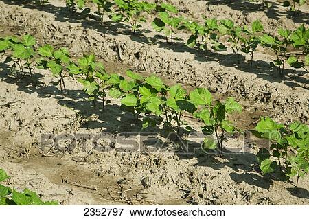 Stock Photo - Agriculture - Rows of early growth cotton plants at the 8-10 leaf stage, planted on bedded ground in a conventional tillage system / near England, Arkansas, USA.. Fotosearch