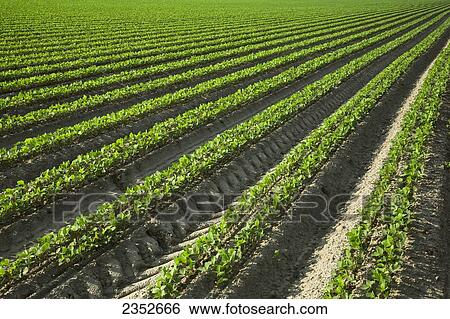 Agriculture - Rows of early growth soybean plants. This crop was twin row planted, with two rows 7 inches apart on beds set up on 38 inch centers. This planting technique promotes yield increase / near England, Arkansas, USA. View Large Photo Image Stock Photograph - Agriculture - Rows of early growth soybean plants. This crop was twin row planted, with two rows 7 inches apart on beds set up on 38 inch centers. This planting technique promotes yield increase / near England, Arkansas, USA.. Fotosearch