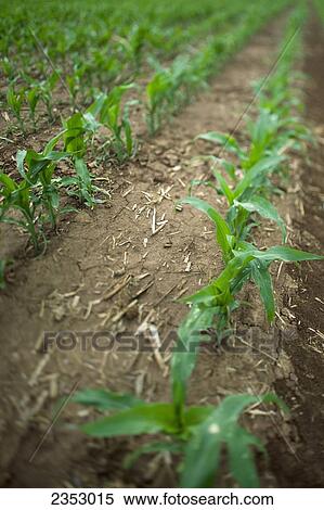 Stock Photography - Agriculture - Rows of early growth grain corn / near Paris, Texas, USA.. Fotosearch