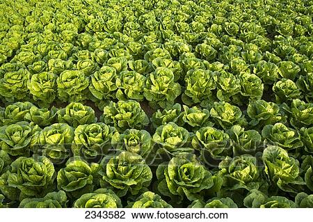 Stock Image - Agriculture - Rows of healthy mature Romaine lettuce showing few skips in the rows and a very even growth regulation / near Five Points, San Joaquin Valley, California, USA.. Fotosearch